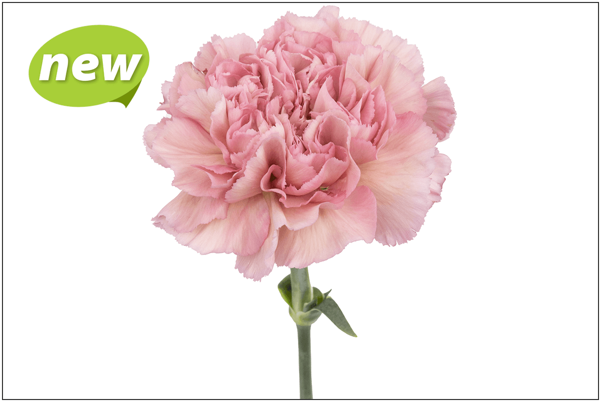 Hot Pink Standard Carnation - Eagle-Link Flowers